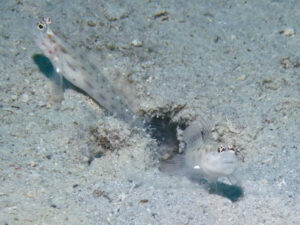 Ctenogobiops mitodes Thread Shrimpgoby