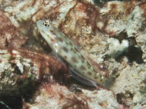 Ctenogobiops mitodes Thread Shrimpgoby