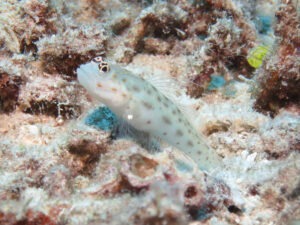 Ctenogobiops mitodes Thread Shrimpgoby