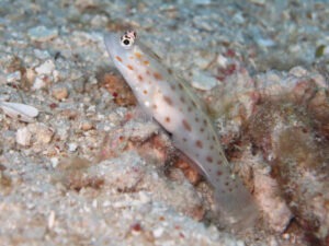 Ctenogobiops mitodes Thread Shrimpgoby