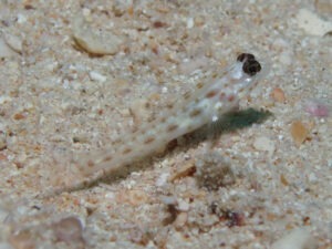 Ctenogobiops mitodes Thread Shrimpgoby