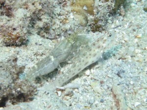 Ctenogobiops mitodes Thread Shrimpgoby with Green Shrimp Alpheus species 4