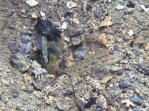 Ctenogobiops mitodes Thread Shrimpgoby with Pale Marbled Shrimp Alpheus djiboutensis