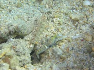 Ctenogobiops mitodes with Black-sided Snapping Shrimp, Alpheus cf djeddensis