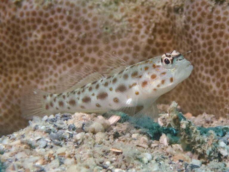 Ctenogobiops pomastictus Goldspeckled Shrimpgoby