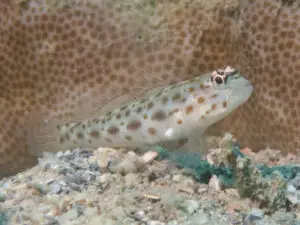 Ctenogobiops pomastictus Goldspeckled Shrimpgoby