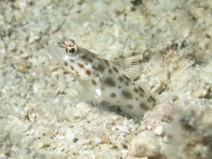 Ctenogobiops pomastictus Goldspeckled Shrimpgoby