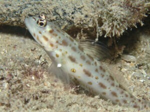 Ctenogobiops pomastictus Goldspeckled Shrimpgoby