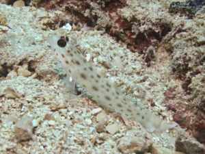 Ctenogobiops pomastictus Goldspeckled Shrimpgoby