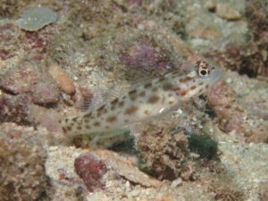 Ctenogobiops pomastictus Goldspeckled Shrimpgoby