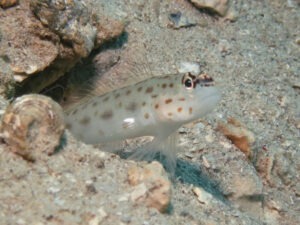 Ctenogobiops pomastictus Goldspeckled Shrimpgoby