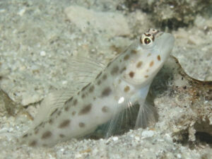 Ctenogobiops pomastictus Goldspeckled Shrimpgoby