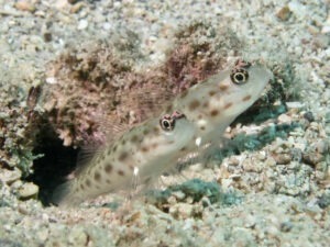 Ctenogobiops mitodes Thread Shrimpgoby