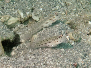 Ctenogobiops mitodes Thread Shrimpgoby