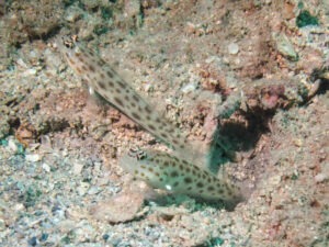 Ctenogobiops pomastictus Goldspeckled Shrimpgoby pair