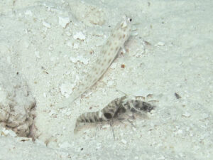 Ctenogobiops pomastictus Goldspeckled Shrimpgoby with Banded Shrimp Alpheus species 1