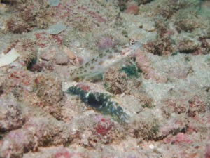 Ctenogobiops pomastictus Goldspeckled Shrimpgoby with Dark Marbled Shrimp Alpheus macellarius