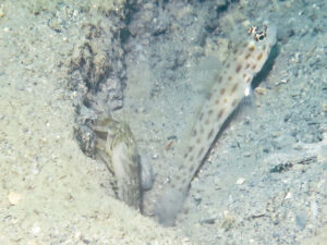 Ctenogobiops pomastictus Goldspeckled Shrimpgoby with Diagonal Barred Shrimp Alpheus rapacida