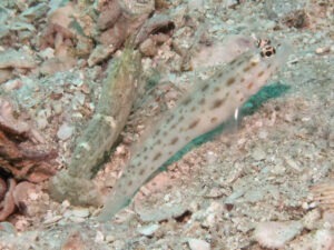 Ctenogobiops pomastictus Goldspeckled Shrimpgoby with Green Shrimp Alpheus species 4