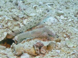 Ctenogobiops pomastictus Goldspeckled Shrimpgoby with Pink Pyjama Shrimp Alpheus ochrostriatus