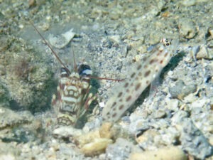 Ctenogobiops pomastictus Goldspeckled Shrimpgoby with Tiger Shrimp Alpheus bellulus