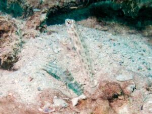 Ctenogobiops pomastictus Goldspeckled with Pale Marbled Shrimp Alpheus djiboutensis