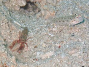 Ctenogobiops pomastictus Goldspeckled with Red Pyjama Shrimp Alpheus ochrostriatus