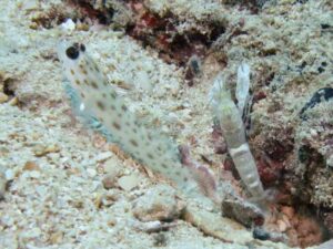 Ctenogobiops pomastictus Goldspeckled with Shrimpgoby with Black-sided Shrimp Alpheus cf djeddensis