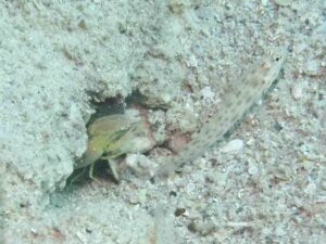 Ctenogobiops pomastictus Goldspeckled with Yellow Pyjama Shrimp Alpheus ochrostriatus