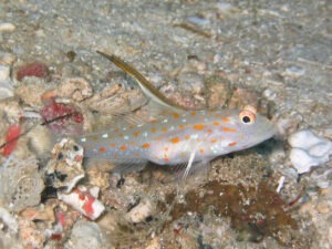 Ctenogobiops tangaroai Tangaroa Shrimpgoby