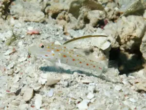 Ctenogobiops tangaroai Tangaroa Shrimpgoby