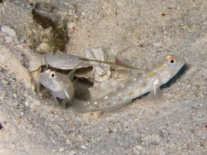 Ctenogobiops tangaroai Tangaroa Shrimpgoby