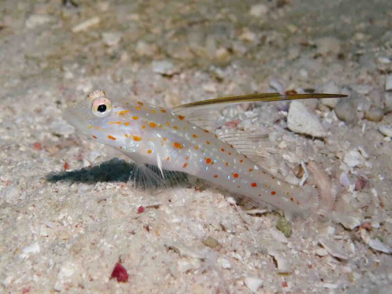 Ctenogobiops tangaroai Tangaroa Shrimpgoby