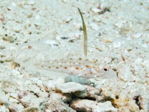 Ctenogobiops tangaroai Tangaroa Shrimpgoby