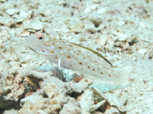 Ctenogobiops tangaroai Tangaroa Shrimpgoby