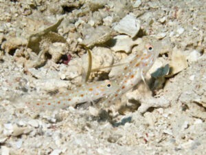 Ctenogobiops tangaroai Tangaroa Shrimpgoby