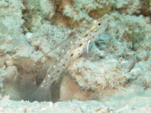 Ctenogobiops tangaroai Tangaroa Shrimpgoby