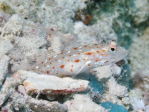 Ctenogobiops tangaroai Tangaroa Shrimpgoby