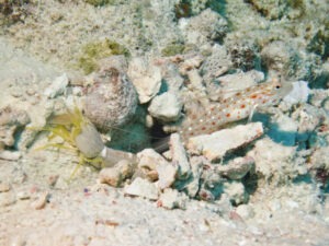 Ctenogobiops tangaroai Tangaroa Shrimpgoby with Yellow Pyjama Shrimp Alpheus ochrostriatus