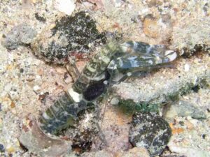 Dark Marbled Shrimp