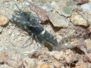 Dark Marbled Shrimp