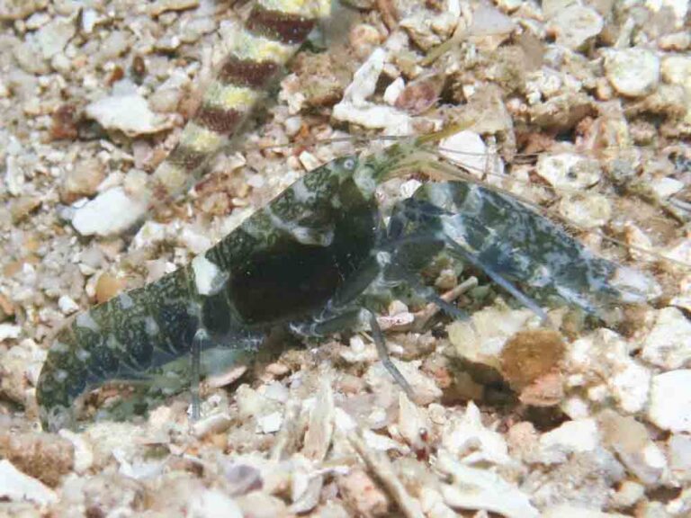 Dark Marbled Shrimp