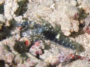 Dark Marbled Shrimp