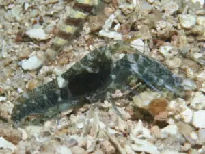 Dark Marbled Shrimp Alpheus macellarius