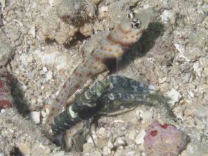 Dark Marbled Shrimp with Amblyeleotris guttata Blackchest Shrimpgoby