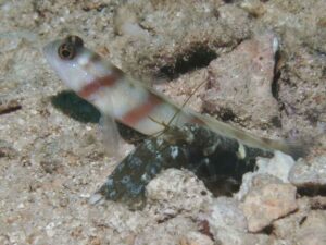 Dark Marbled Shrimp with Amblyeleotris steinitzi Steinitz’s Shrimpgoby