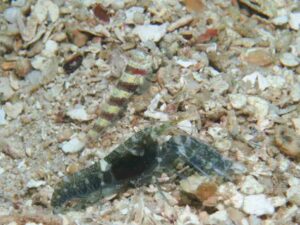 Dark Marbled Shrimp with Amblyeleotris wheeleri Burgundy Shrimpgoby