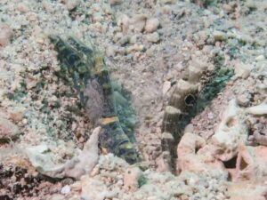 Dark Marbled Shrimp with Cryptocentrus strigilliceps Target Shrimpgoby