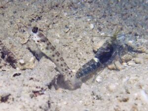 Dark marbled Shrimp with Ctenogobiops aurocingulus Goldstreaked Shrimpgoby