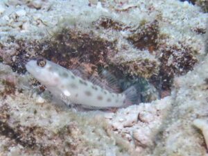 Dark marbled Shrimp with Ctenogobiops feroculus Fierce Shrimpgoby